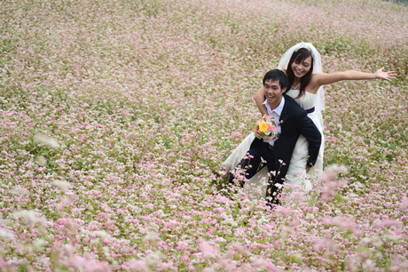 Hoa tam giác mạch mê mẩn lòng người Hoa tam giác mạch mê mẩn lòng người