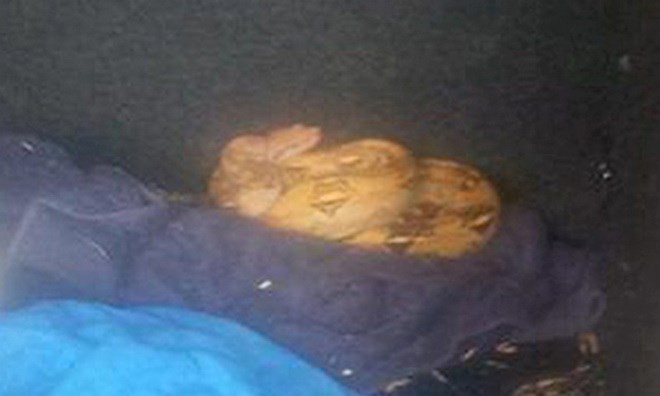 Người phụ nữ hoảng sợ vì phát hiện rắn nằm ở cốp xe mới mua