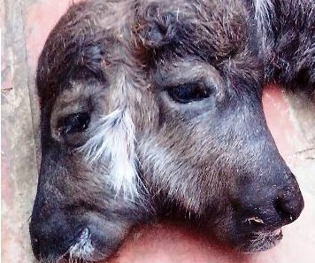 Trâu đẻ ra nghé 2 đầu