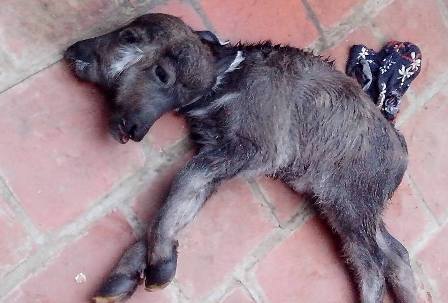 Trâu đẻ ra nghé 2 đầu