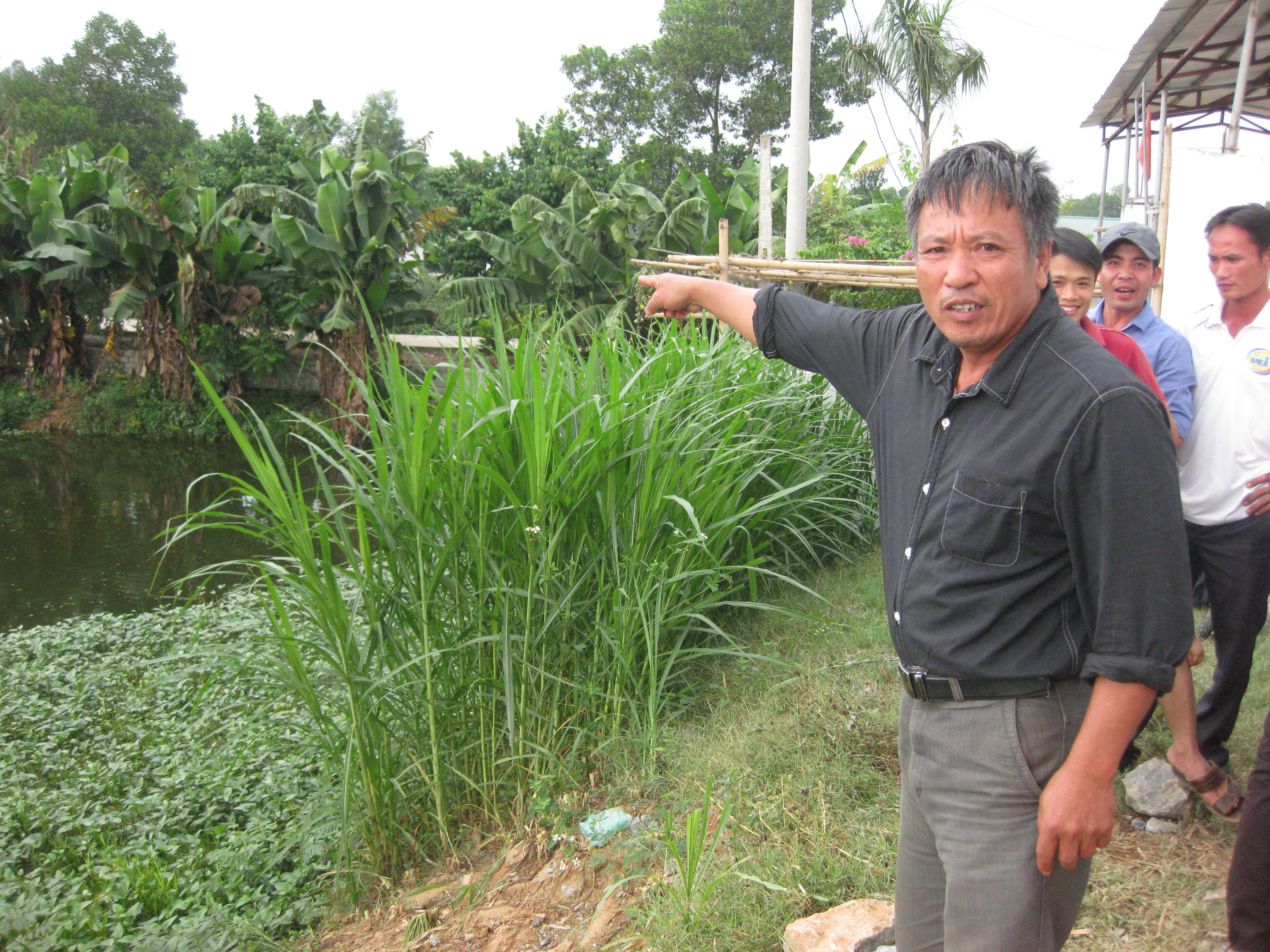 Dân lại dựng lều vây trại nuôi lợn gây ô nhiễm môi trường