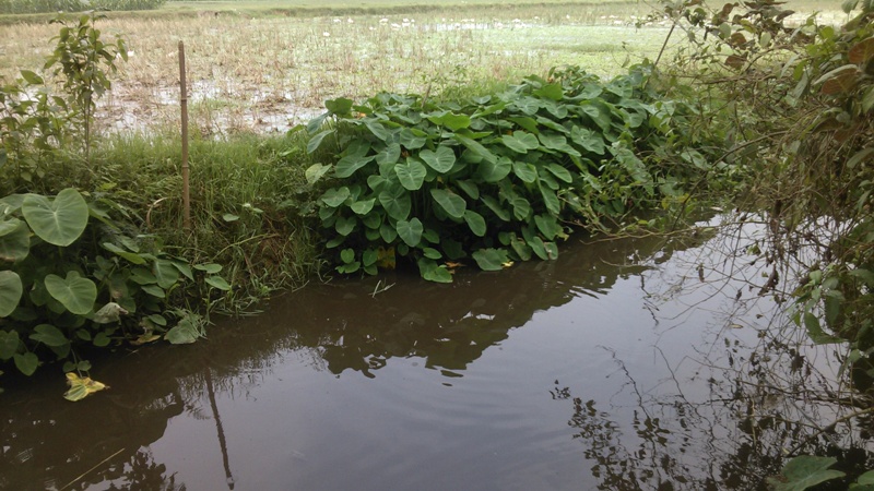 Thanh Hóa: Thêm một trại nuôi lợn gây ô nhiễm môi trường