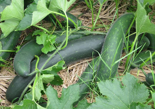 Nguy hại khôn lường khi ăn bí đao không đúng cách Nguy hại khôn lường khi ăn bí đao không đúng cách