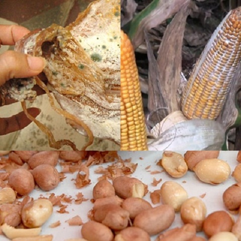 Nguy cơ dễ mắc các bệnh ung thư từ thực phẩm Nguy cơ dễ mắc các bệnh ung thư từ thực phẩm