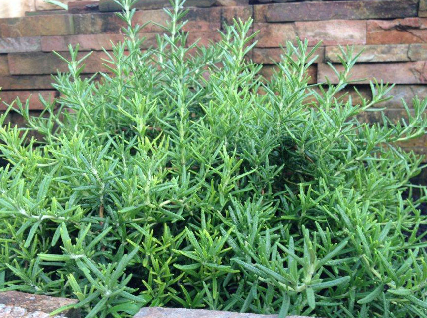 7 loại thảo dược và gia vị giúp bạn chống lại ung thư hiệu quả