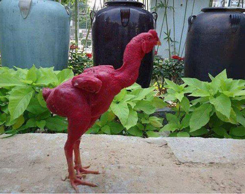 Cười lăn lóc, phát khóc với những hình ảnh chế “vô đối” 