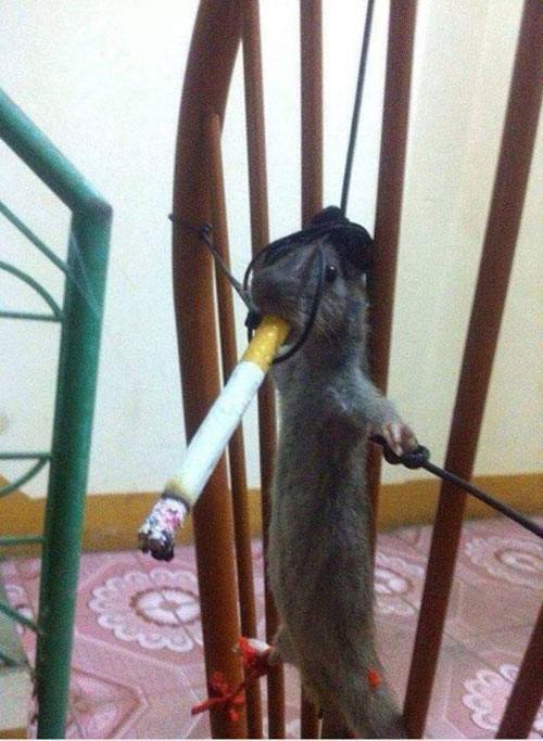 Cười lăn lóc, phát khóc với những hình ảnh chế “vô đối” 