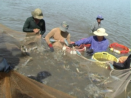 Được mùa, nông dân miền Tây lãi hàng trăm triệu từ tôm càng xanh Được mùa, nông dân miền Tây lãi hàng trăm triệu từ tôm càng xanh