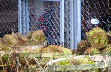 Thương lái Trung Quốc thu mua ồ ạt những gì trong 1 tháng qua?