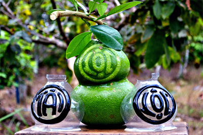 Tết Ất Mùi, bưởi hồ lô sẽ đội giá vì mất mùa?