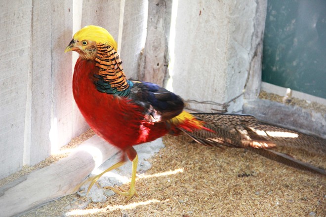 Đại gia Việt rộ thú chơi vẹt Nam Mỹ, chim quý tộc chục nghìn USD Đại gia Việt rộ thú chơi vẹt Nam Mỹ, chim quý tộc chục nghìn USD