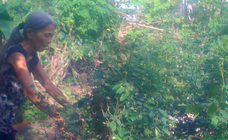 Phú Yên: Rắn lục đuôi đỏ tràn về, cắn hơn 100 người Phú Yên: Rắn lục đuôi đỏ tràn về, cắn hơn 100 người