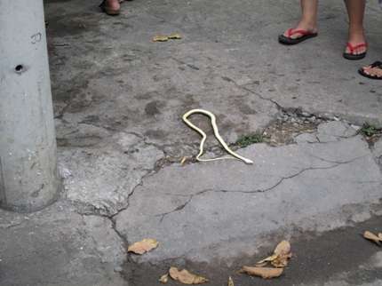 Suýt ngất xỉu vì rắn hổ mây dài 1,2m bò ra từ xe máy