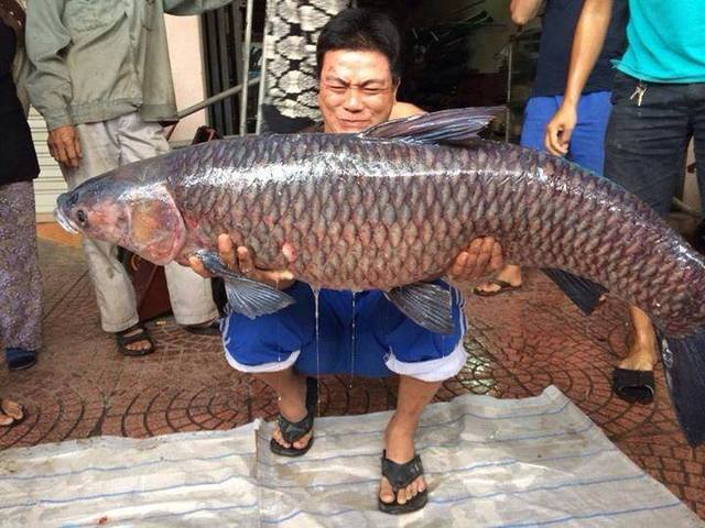 Liên tiếp câu được cá trắm Liên tiếp câu được cá trắm