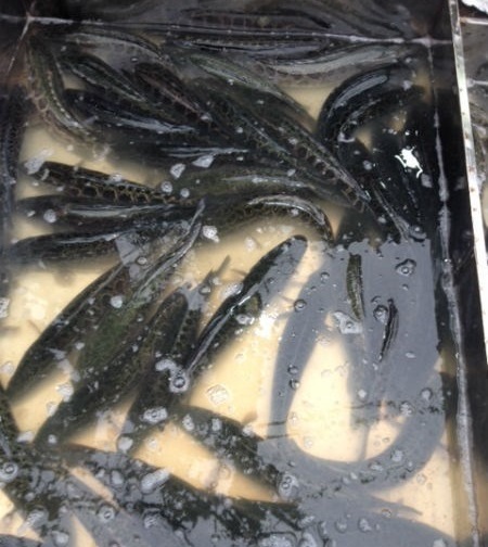 Hơn 90 tấn cá quả Trung Quốc đổ về chợ cá lớn nhất Hà Nội