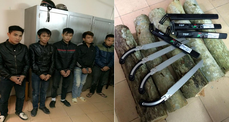 Ổ nhóm chuyên trộm gỗ sưa khắp cả nước sa lưới