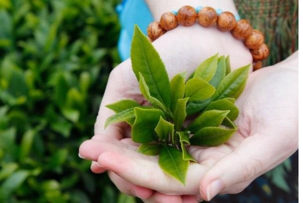 5 cách trị ngứa vùng nhạy cảm đơn giản, hiệu quả chị em không thể bỏ qua - Ảnh 4