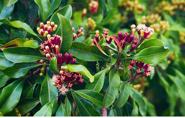 Khắc phục dứt điểm tình trạng hôi miệng bằng phương pháp dân gian tại nhà - Ảnh 4 Khắc phục dứt điểm tình trạng hôi miệng bằng phương pháp dân gian tại nhà - Ảnh 4