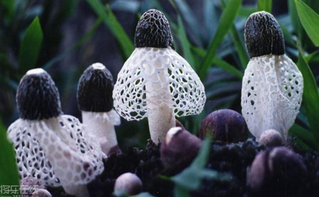 loai nam duoc goi la nam tien co gia tri dinh duong cao gia tien trieu mot can 1
