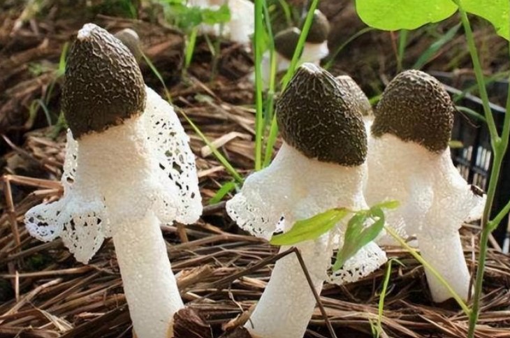 loai nam duoc goi la nam tien co gia tri dinh duong cao gia tien trieu mot can 2