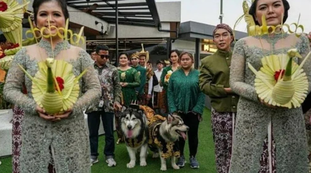 indonesia bi chi trich vi to chuc dam cuoi xa hoa cho cho cung 1 indonesia bi chi trich vi to chuc dam cuoi xa hoa cho cho cung 1