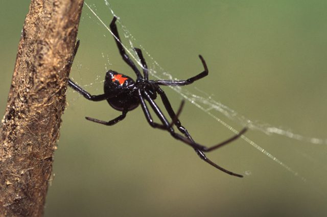 be trai 8 tuoi da de cho nhen doc can voi mong muon so huu sieu nang luc nhu spider man 1 be trai 8 tuoi da de cho nhen doc can voi mong muon so huu sieu nang luc nhu spider man 1