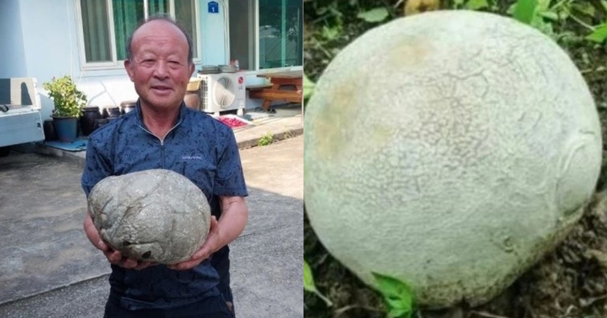 phat hien vat the la trong vuon tuong la do bo nguoi dan ong bat ngo khi biet su that 3 phat hien vat the la trong vuon tuong la do bo nguoi dan ong bat ngo khi biet su that 3