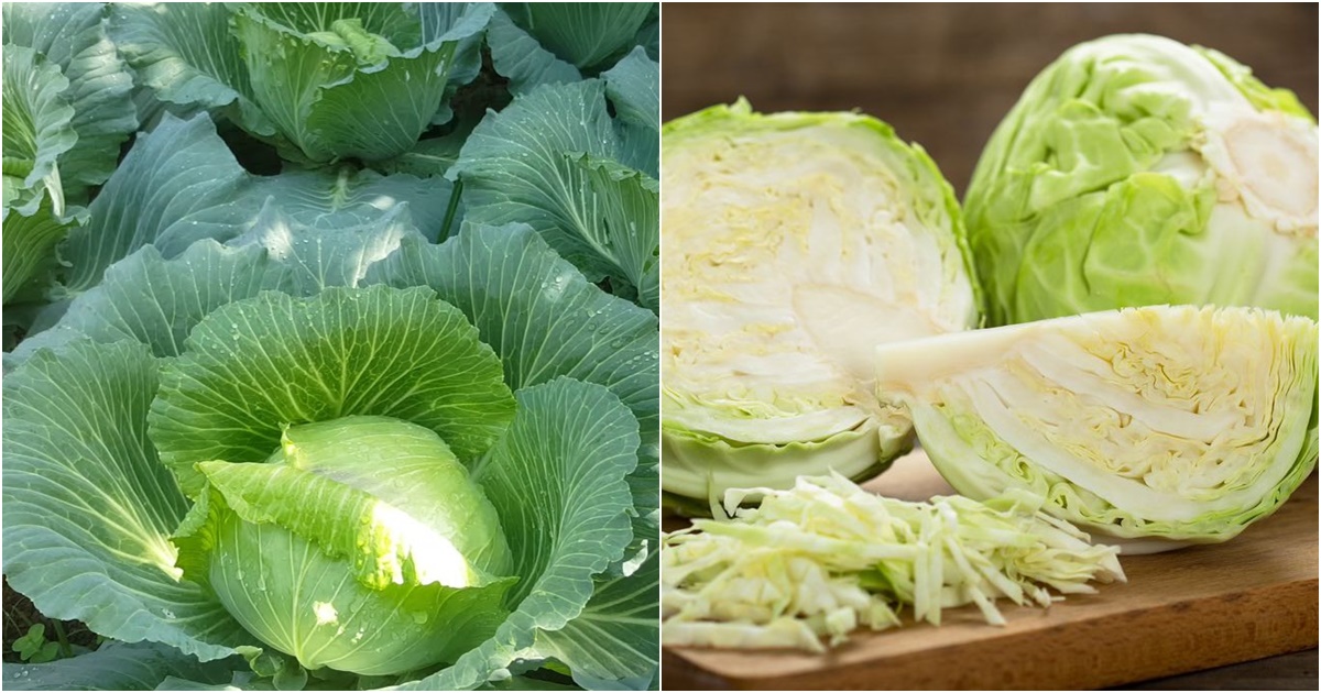 5 loai rau co the ton du nhieu thuoc tru sau muon su dung phai tuyet doi rua sach 11 5 loai rau co the ton du nhieu thuoc tru sau muon su dung phai tuyet doi rua sach 11