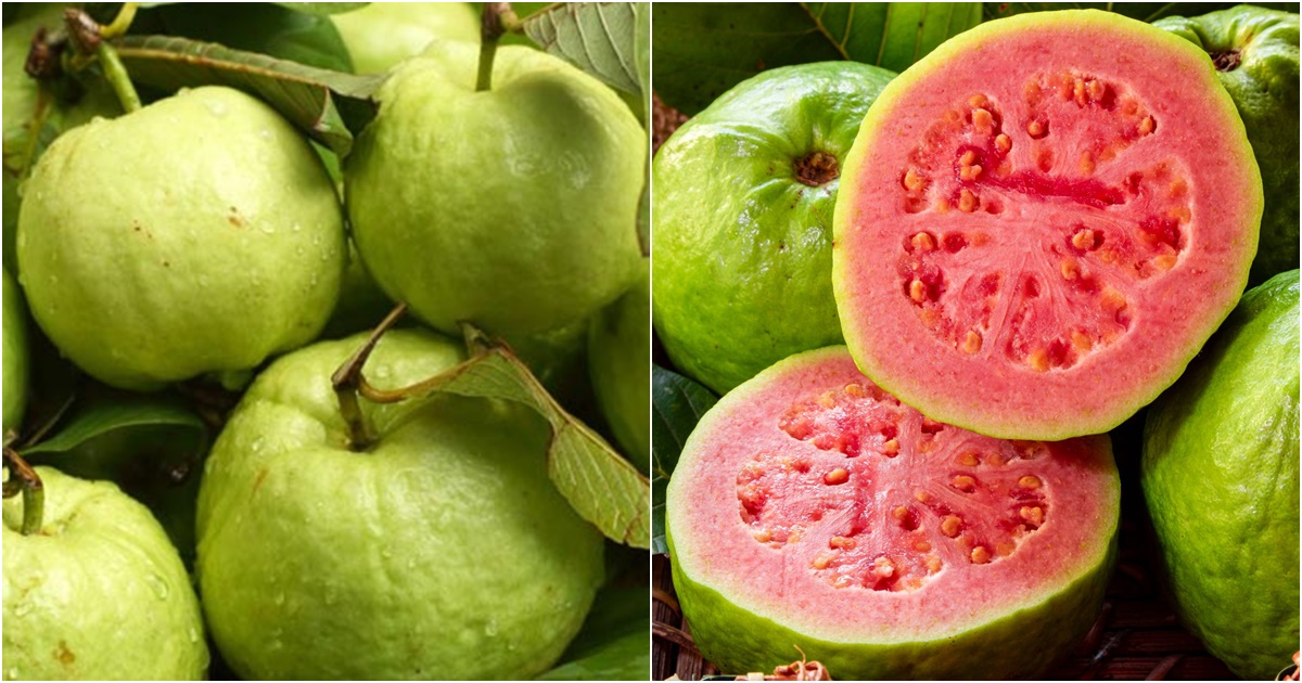 oi giau chat dinh duong mang lai nhieu loi ich cho suc khoe nhung khong phai ai cung an duoc 5 oi giau chat dinh duong mang lai nhieu loi ich cho suc khoe nhung khong phai ai cung an duoc 5