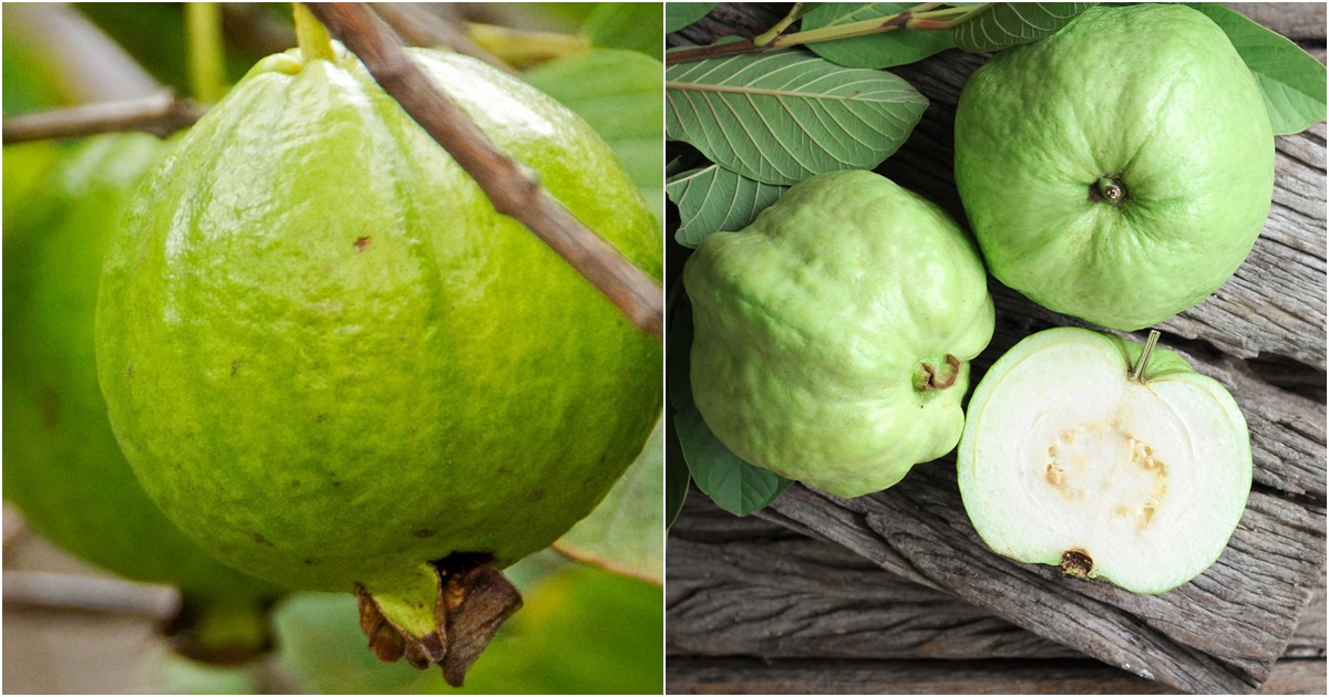 oi giau chat dinh duong mang lai nhieu loi ich cho suc khoe nhung khong phai ai cung an duoc 9 oi giau chat dinh duong mang lai nhieu loi ich cho suc khoe nhung khong phai ai cung an duoc 9