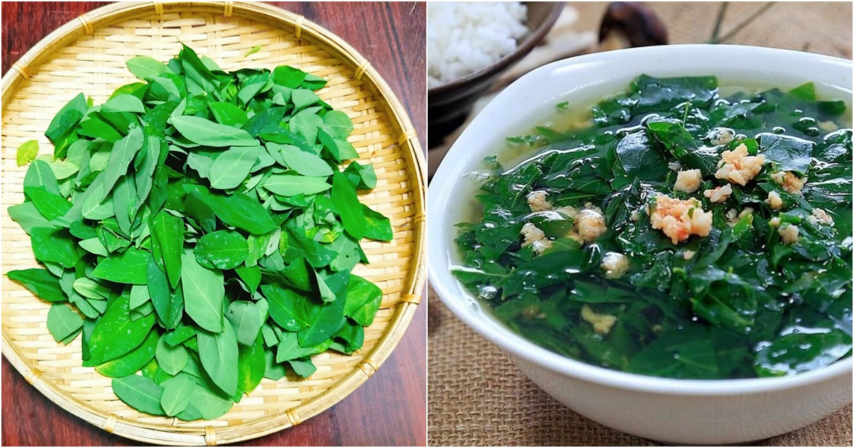 rau ngot cuc lanh tot cho suc khoe nhung dai ky voi 3 nhom nguoi sau 51 rau ngot cuc lanh tot cho suc khoe nhung dai ky voi 3 nhom nguoi sau 51