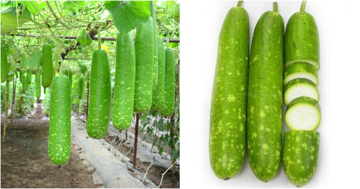 qua bau thuong duoc su dung hang ngay mang lai nhieu gia tri cho suc khoe nhung lai dai ky voi nhom nguoi nay 6