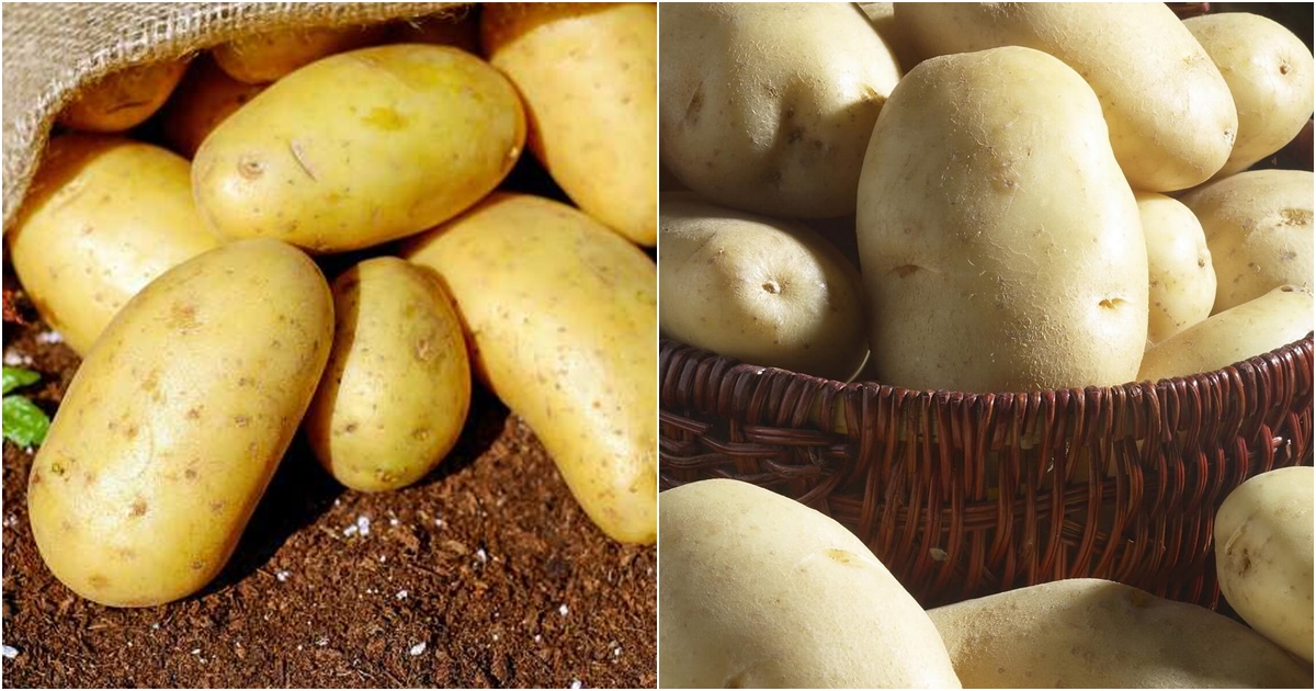khoai tay cung cap nhieu chat dinh duong co loi cho suc khoe nhung nhung nguoi nay nen han che an 6
