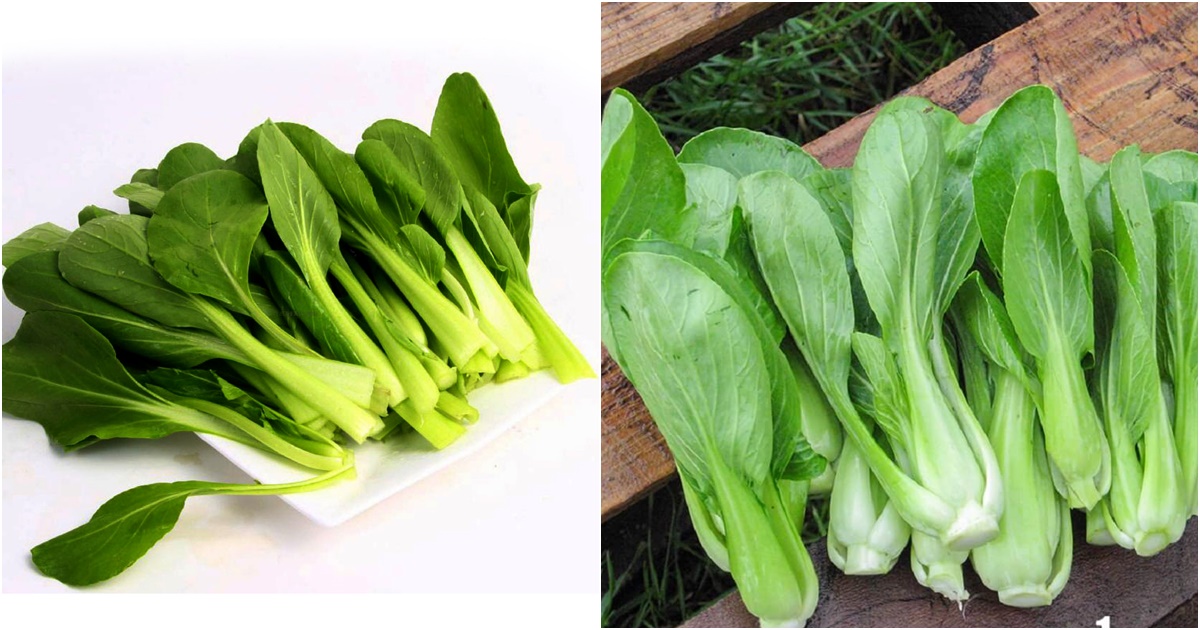 rau cai giau chat dinh duong nhung nhung nguoi sau khong nen an co tinh an nhu dua thuoc doc vao nguoi 5