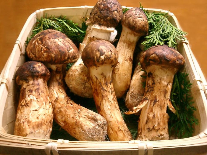 loai nam co gia gan 50 trieu kg duoc la thuoc chong ung thu tu nhien khien gioi nha giau do xo san lung 6 loai nam co gia gan 50 trieu kg duoc la thuoc chong ung thu tu nhien khien gioi nha giau do xo san lung 6