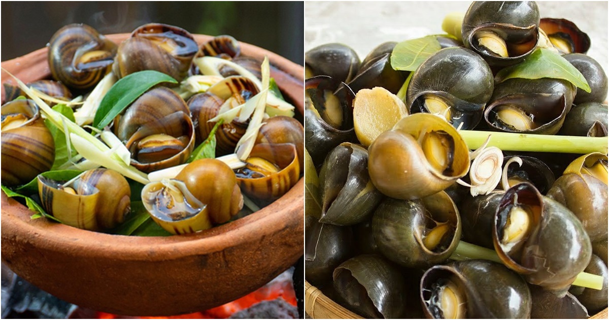 oc luoc la mon an yeu thich cua nhieu nguoi nhung nhung nguoi sau nen tranh xa keo ruoc them benh vao than 5 oc luoc la mon an yeu thich cua nhieu nguoi nhung nhung nguoi sau nen tranh xa keo ruoc them benh vao than 5