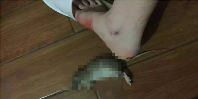 bi chuot can co gai 18 tuoi lien bao thu bang cach khong the tin noi 1