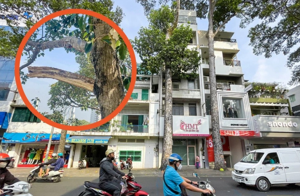 vu nguoi dan ong bi nhanh cay roi trung dau tu vong don vi quan ly noi gi 2