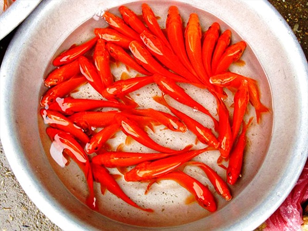 meo chon va tha ca chep dung cach khi cung ong cong ong tao ma khong phai ai cung biet 2 meo chon va tha ca chep dung cach khi cung ong cong ong tao ma khong phai ai cung biet 2