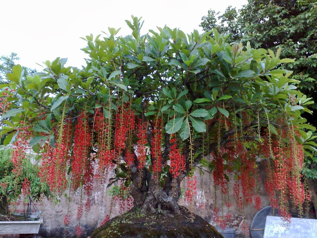 nhung loai hoa cay canh mang phu quy tai loc vao nha ngay tet 4