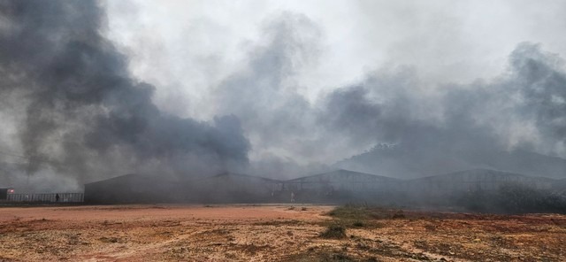 hoa hoan thieu rui trang trai nam rong hon 3 hecta o lam dong