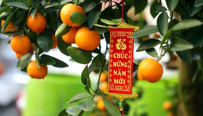 vi sao nguoi viet thuong chung dao mai quat trong nha ngay tet 2