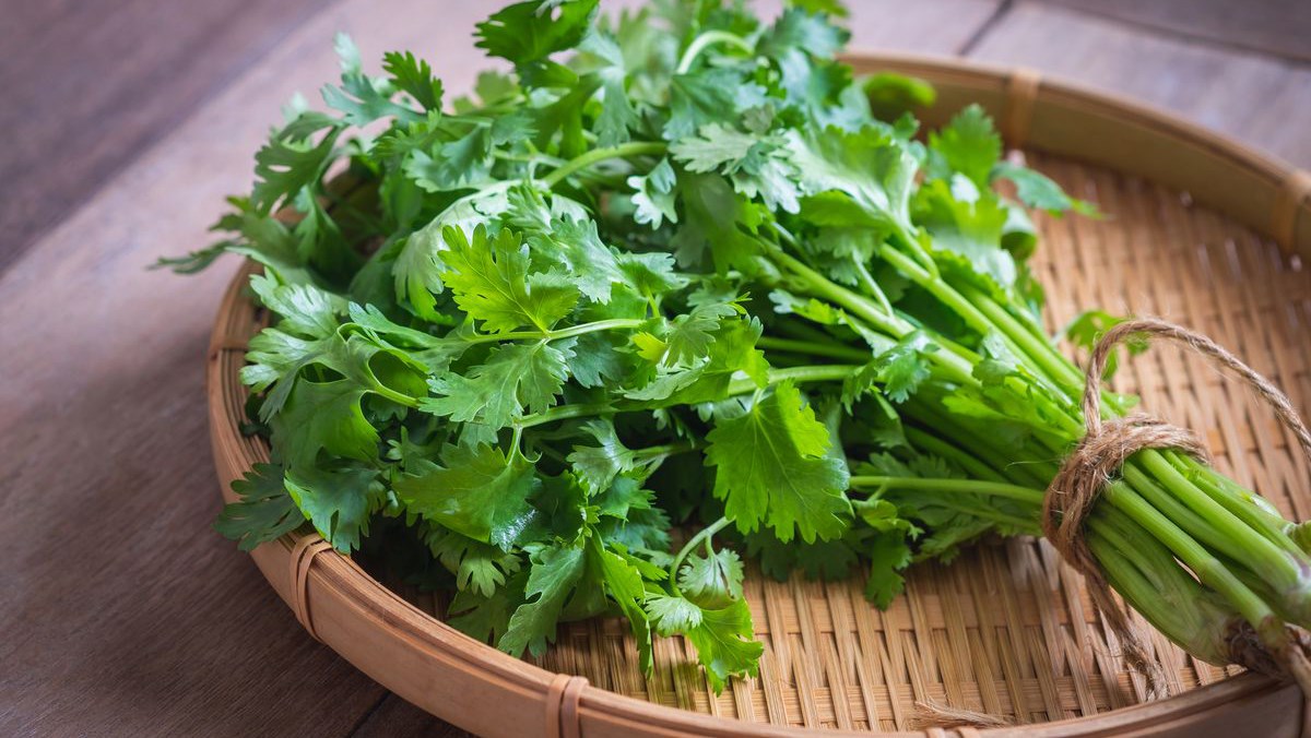 top nhung loai thao duoc ho tro tri sot xuat huyet tai nha hieu qua2 top nhung loai thao duoc ho tro tri sot xuat huyet tai nha hieu qua2