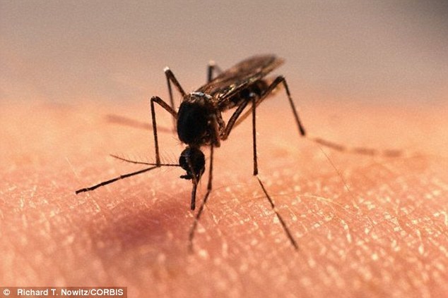 campuchia phat hien ca mac virus zika sau 7 nam3