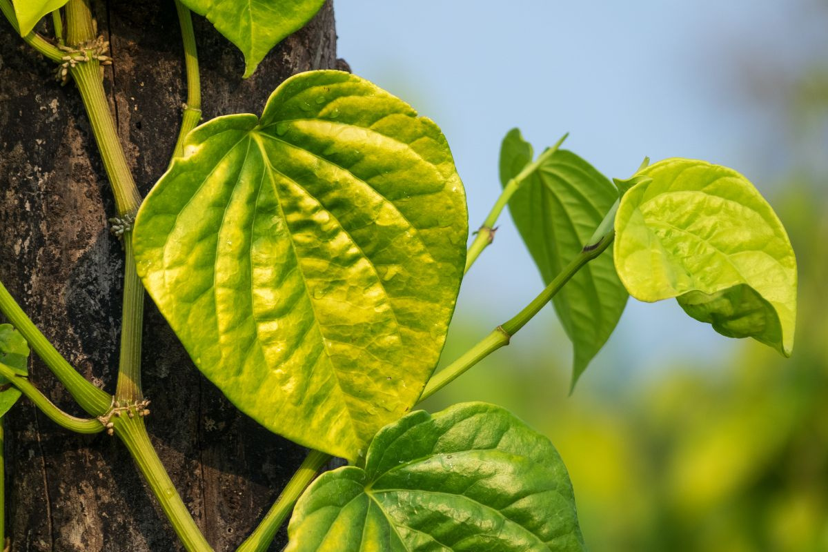 nen hay khong viec dung la trau khong de tri dau mat do 1 nen hay khong viec dung la trau khong de tri dau mat do 1