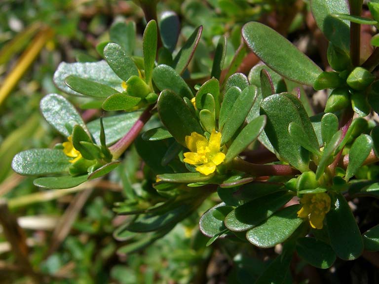 rau sam la loai rau moc dai nhieu o viet nam nhung lai la thuoc quy duoc the gioi san lung1