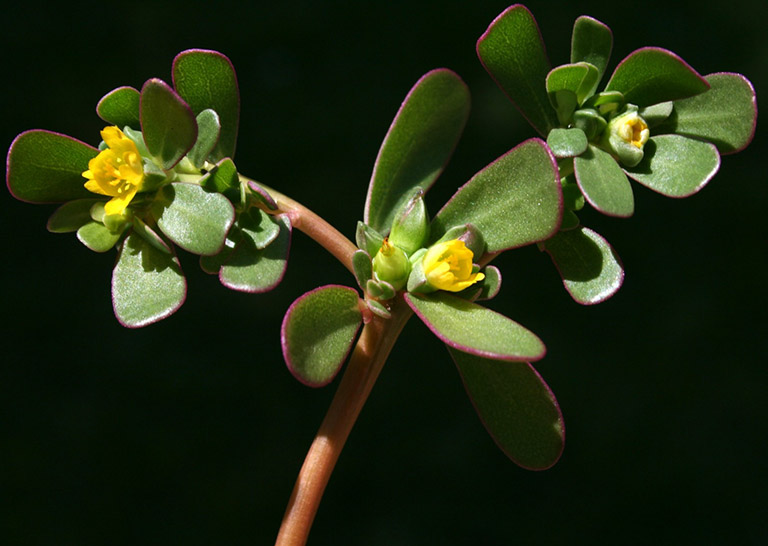 rau sam la loai rau moc dai nhieu o viet nam nhung lai la thuoc quy duoc the gioi san lung3