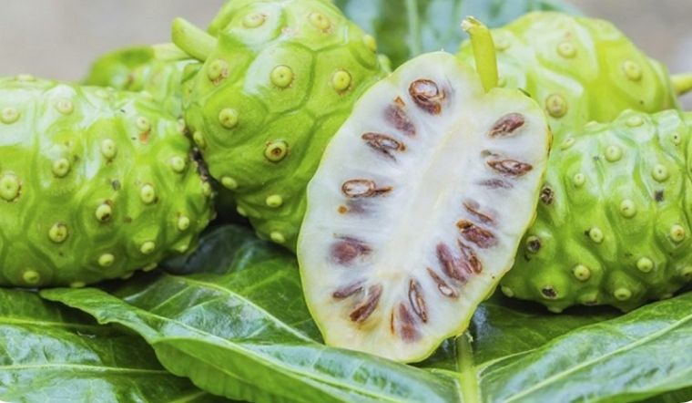 loai qua xau xi mui hac nhung lai la thuoc chong ung thu tu nhien rat hieu qua duoc nhieu nguoi san lung2 loai qua xau xi mui hac nhung lai la thuoc chong ung thu tu nhien rat hieu qua duoc nhieu nguoi san lung2