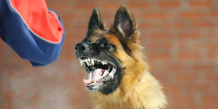 hai chau be bi cho dai can khi dang choi dua 1