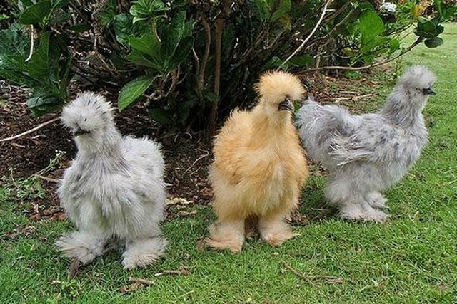 nhung loai dong vat doc la khien nhieu nguoi ngo ngang vi khong ngo chung ton tai6